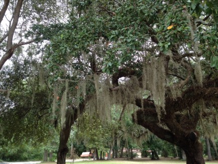 A stand of old live oak trees graces the grounds at Copper Possum. 