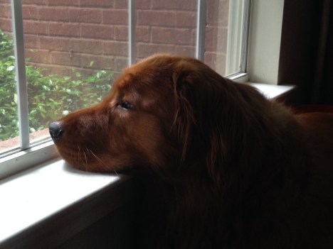 waiting for dixie head shot