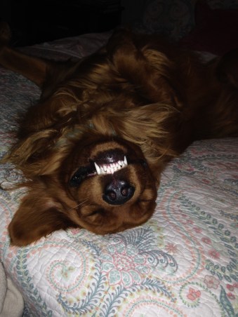 At 7 months, Copper has a great sense of humor!