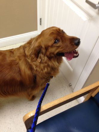 copper leashed up and ready to go!