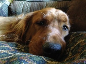 copper nose on pillow