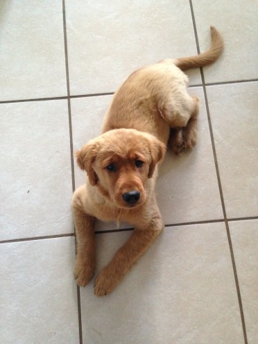 Copper on tile age 3 months