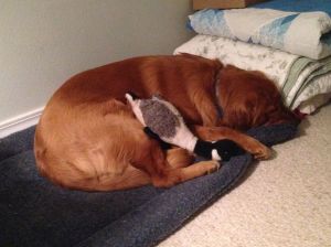 copper sleeping with canada goose