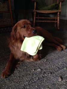 Copper towel thief 6 months