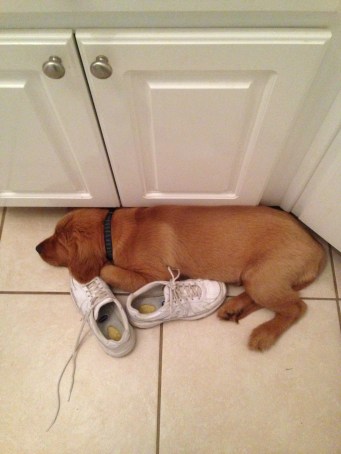 copper with shoes 3 months old