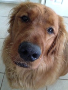 Pensive Copper in Kitchen