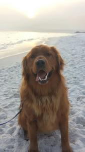 Copper at the beach