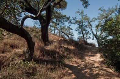 The wild, windswept naval live oaks preserve near Gulf Breeze, FL. Photo courtesy filmnorthflorida.com
